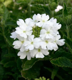 Verbena X 'Vepita Polar'
