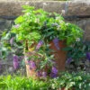 Scented Purple Pot Collection