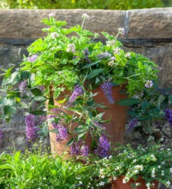 Scented Purple Pot Collection