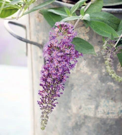 Scented Purple Pot Collection -Plant Supply Store 190387 4 11279.1616089864