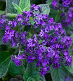Scented Purple Pot Collection -Plant Supply Store 190387 5 32602.1616089864
