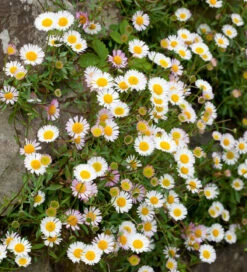 Flowers For A Summer Window Box Collection -Plant Supply Store 190390 3 64413.1619013700