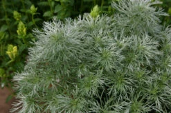 Forever Flowering Pot Collection -Plant Supply Store 190396 3 23897.1616089871