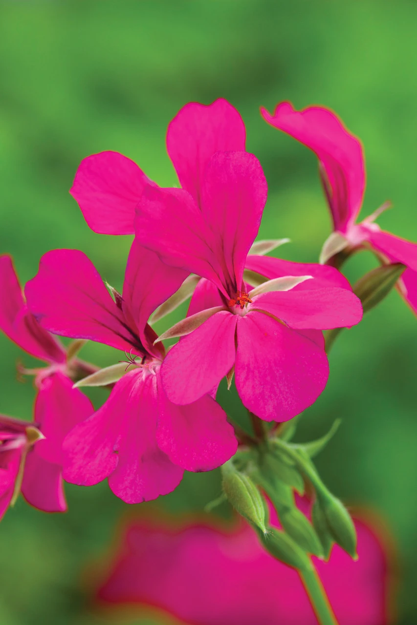 Balcony Pelargonium Collection 2 Balcony Pelargonium Collection - Image 2