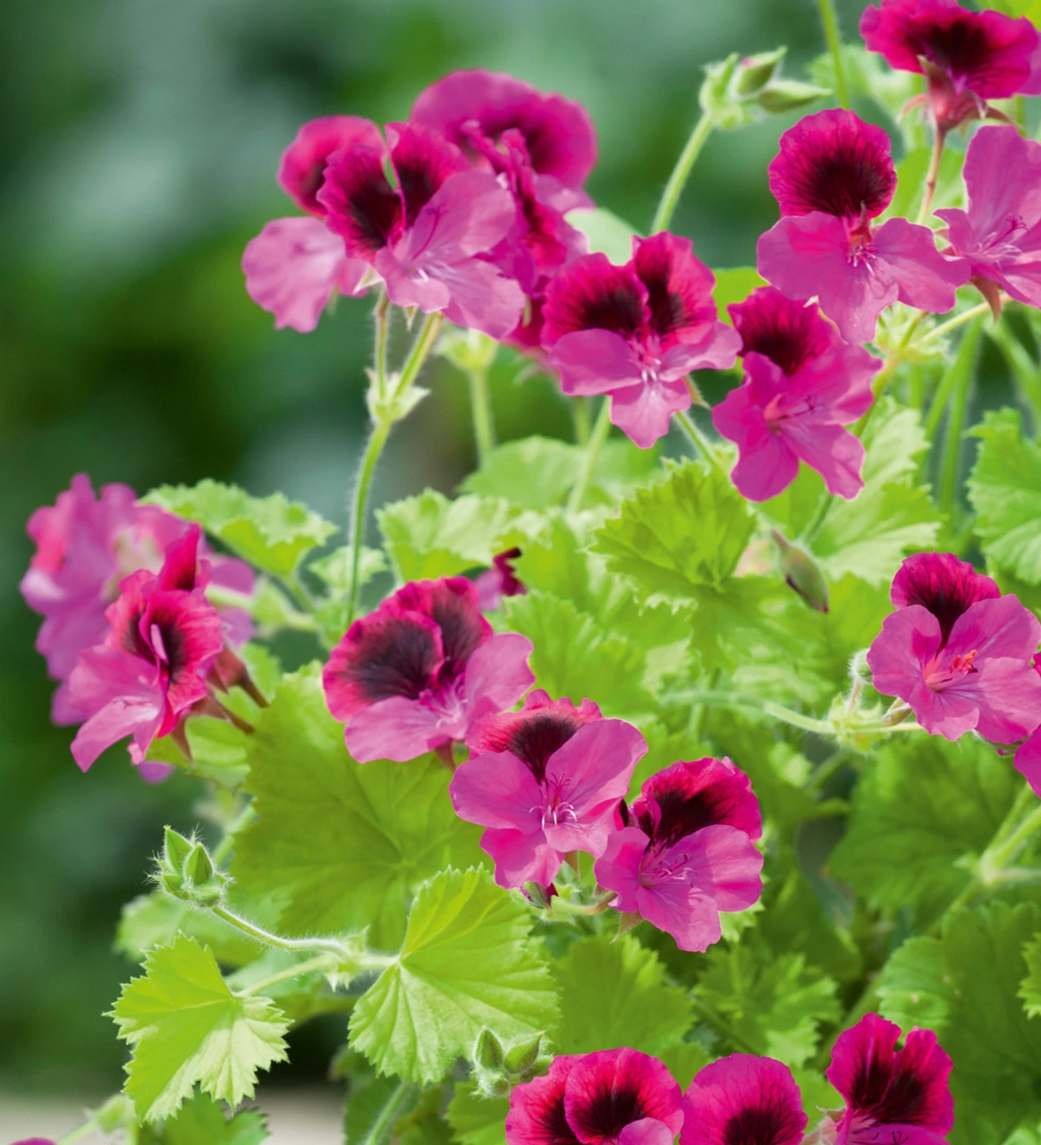 Balcony Pelargonium Collection 3 Balcony Pelargonium Collection - Image 3
