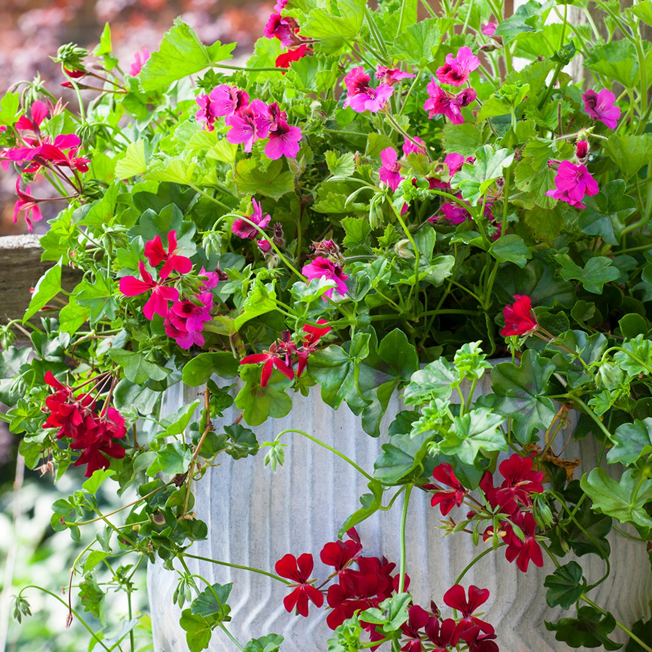 Balcony Pelargonium Collection 1 Balcony Pelargonium Collection