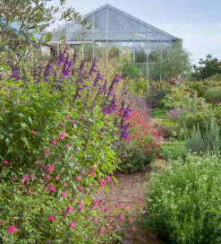 The Salvia Collection