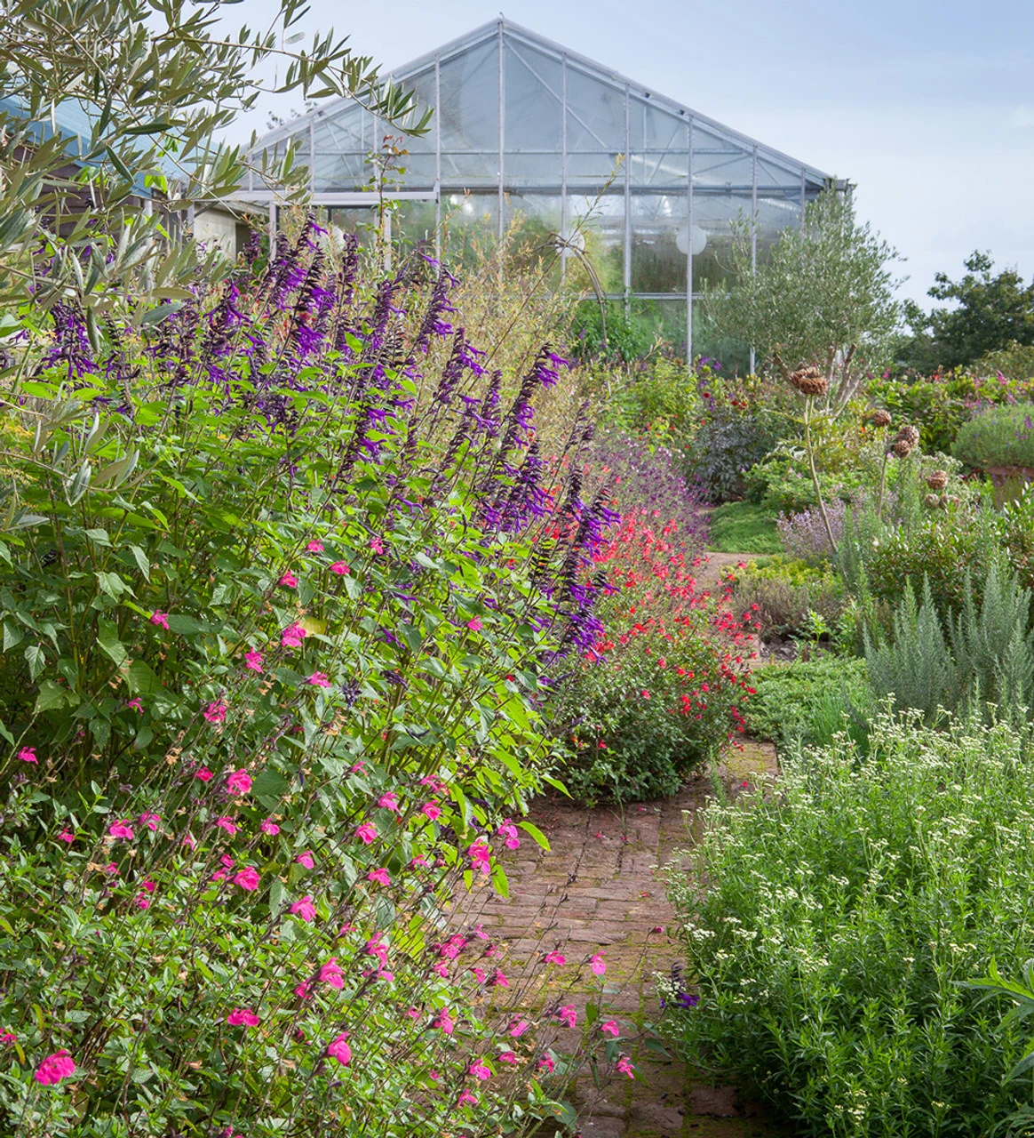 The Salvia Collection 1 The Salvia Collection