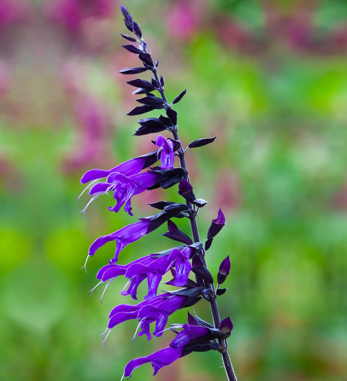 The Salvia Collection 2 The Salvia Collection - Image 2