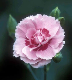 Sarah's Favourite Pinks Collection -Plant Supply Store 190417 3 28593.1616089885