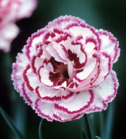 Sarah's Favourite Pinks Collection -Plant Supply Store 190417 4 15644.1616089885