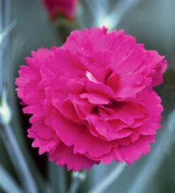 Sarah's Favourite Pinks Collection -Plant Supply Store 190417 5 83680.1616089886