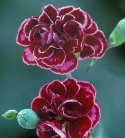 Sarah's Favourite Pinks Collection -Plant Supply Store 190417 6 24403.1616089887