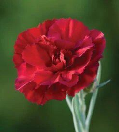 Sarah's Favourite Pinks Collection -Plant Supply Store 190417 7 43791.1616089888