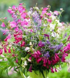 Penstemon Collection