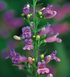 Penstemon Collection -Plant Supply Store 190419 3 69290.1619014230