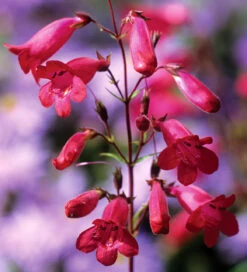 Penstemon Collection -Plant Supply Store 190419 4 47017.1619014230