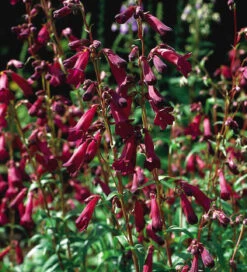 Penstemon Collection -Plant Supply Store 190419 6 47650.1619014232