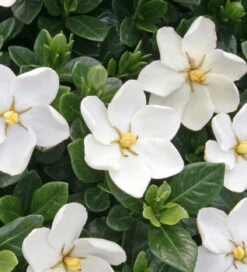 Gardenia Jasminoides 'Kleim's Hardy'