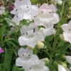 Penstemon 'Snowstorm'