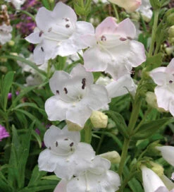 Penstemon 'Snowstorm'