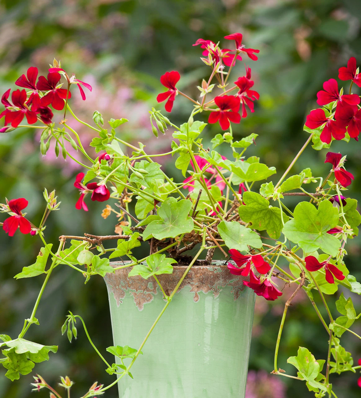 Pelargonium 'April Hamilton' 3 Pelargonium 'April Hamilton' - Image 3