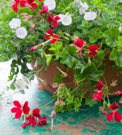 Pelargonium 'April Hamilton' 7 Pelargonium 'April Hamilton' -Plant Supply Store 190449 4 42195.1616089892