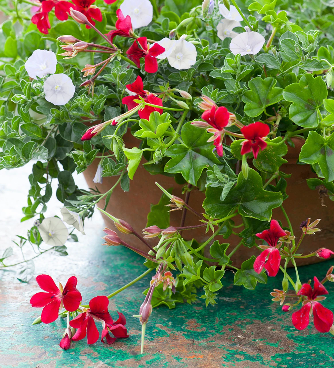 Pelargonium 'April Hamilton' 4 Pelargonium 'April Hamilton' - Image 4