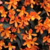 Begonia 'Glowing Embers'