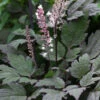 Actaea Simplex 'Pink Spire'