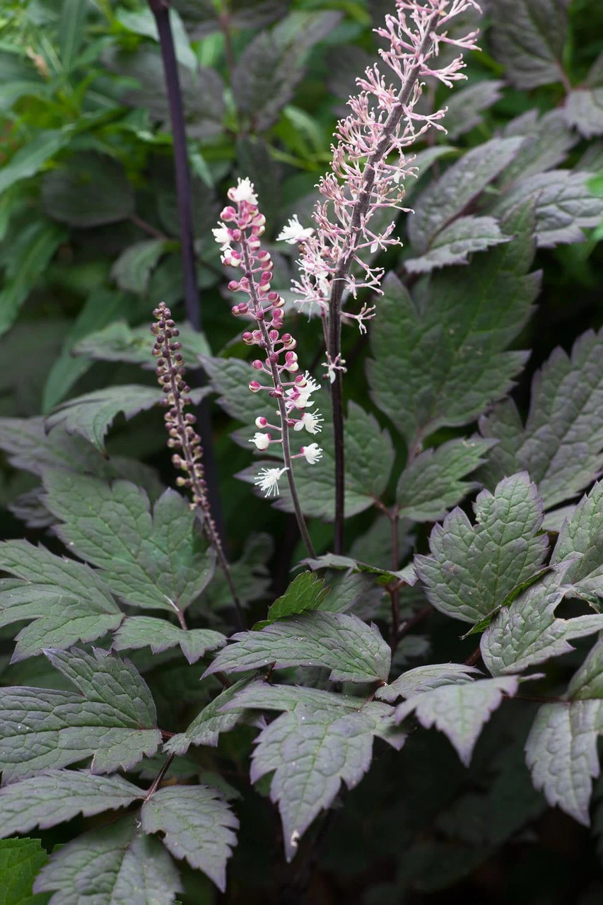 Actaea Simplex 'Pink Spire' 1 Actaea Simplex 'Pink Spire'