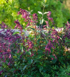 Salvia X 'Love And Wishes' -Plant Supply Store 190490 3 24594.1616090439