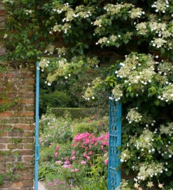 Hydrangea Anomala Subsp. Petiolaris -Plant Supply Store 190493 1 73199.1637586220