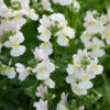 Nemesia 'Wisley Vanilla'