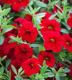 Amethyst And Ruby Container Collection -Plant Supply Store 190548 3 24027.1616090448