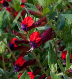 Amethyst And Ruby Container Collection -Plant Supply Store 190548 4 18026.1616090449