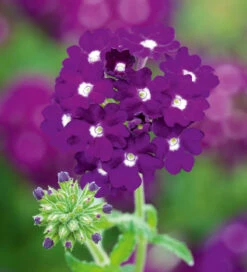 Amethyst And Ruby Container Collection -Plant Supply Store 190548 5 14241.1616090449