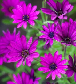 Osteospermum 'Tresco Purple'