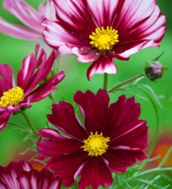 Crimson Silk Pot Collection -Plant Supply Store 190570 3 24271.1616090462