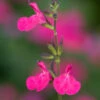 Salvia Microphylla 'Trewithen Cerise'