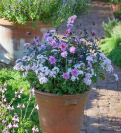 Butterfly Pink Pot Collection