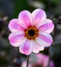 Butterfly Pink Pot Collection -Plant Supply Store 190576 2 20331.1677080169