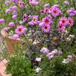 Butterfly Pink Pot Collection -Plant Supply Store 190576 5 74463.1677080173