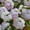 Verbena Peruviana 'Endurascape White Blush'