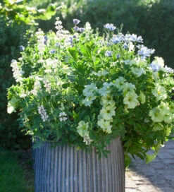 Lime Sorbet Pot Collection