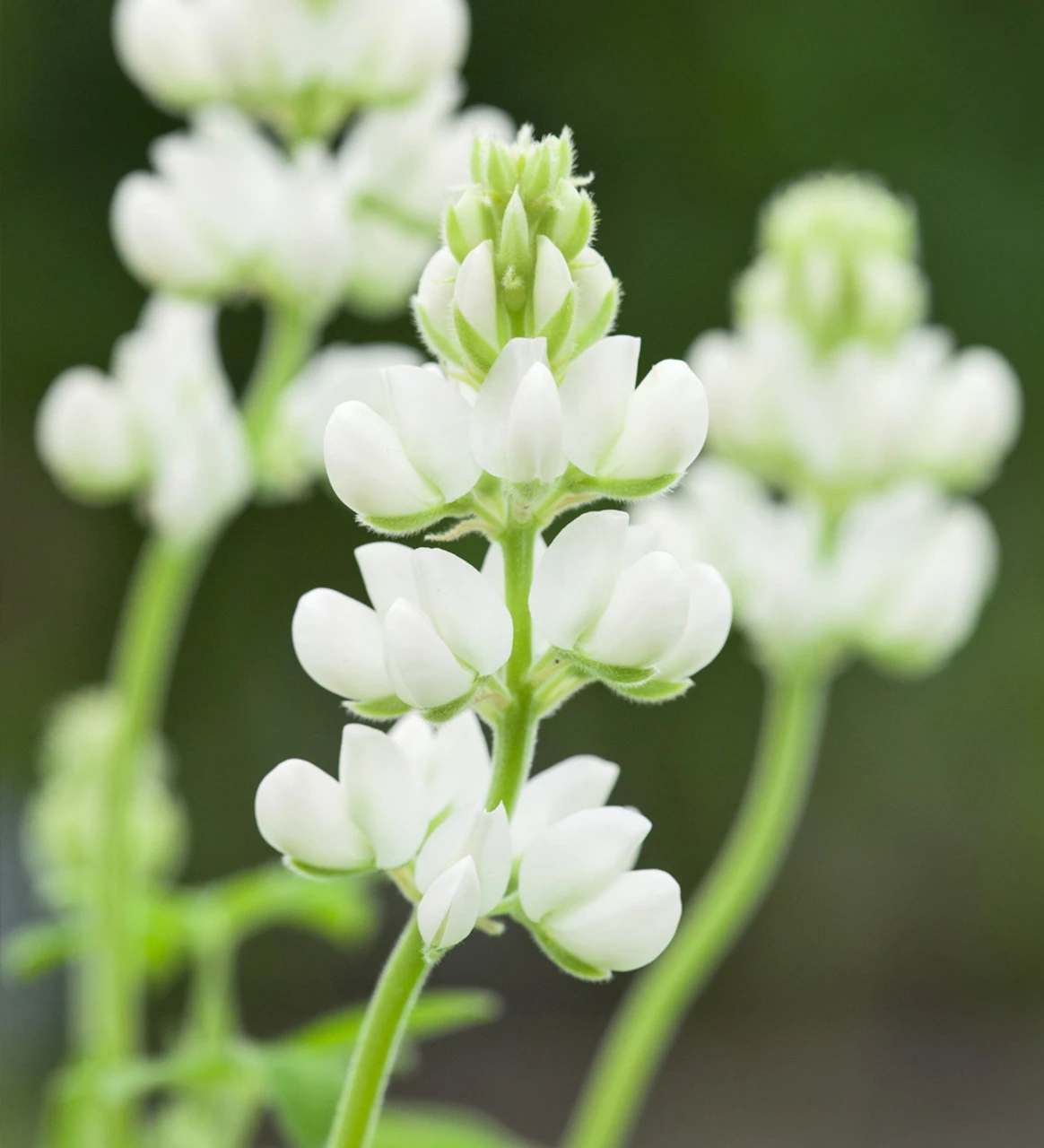 Lime Sorbet Pot Collection 2 Lime Sorbet Pot Collection - Image 2