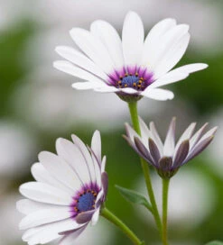 Lime Sorbet Pot Collection 6 Lime Sorbet Pot Collection -Plant Supply Store 190583 3 42489.1616090478