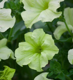 Lime Sorbet Pot Collection 7 Lime Sorbet Pot Collection -Plant Supply Store 190583 4 86280.1616090479