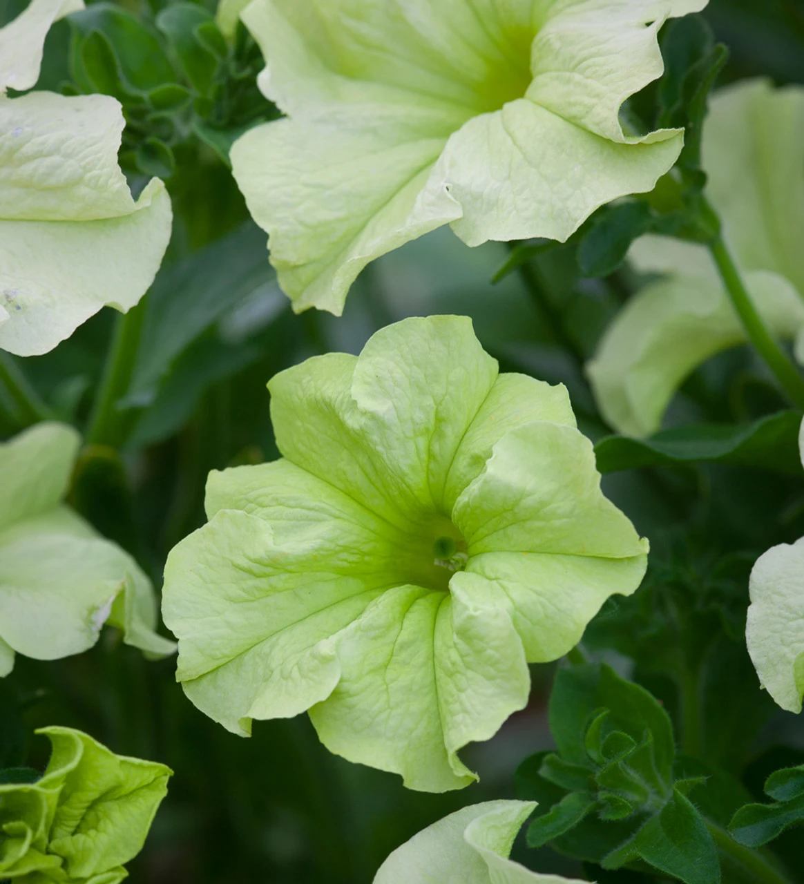 Lime Sorbet Pot Collection 4 Lime Sorbet Pot Collection - Image 4