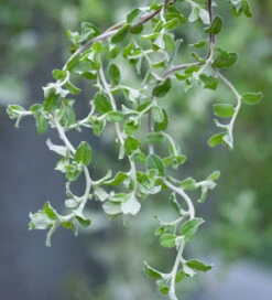 Ice Blue Pot Collection -Plant Supply Store 190586 4 52713.1616090484